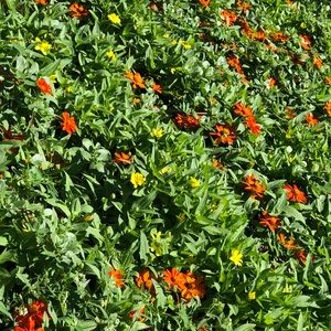 Meet your Posher, Elena